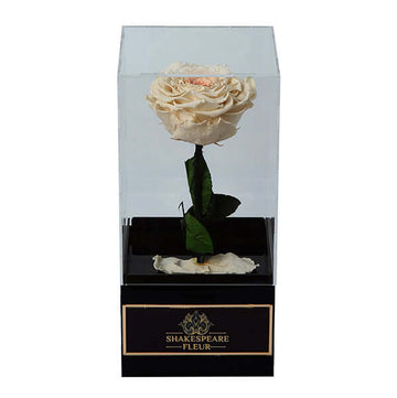 Infinity Peach Rose Single